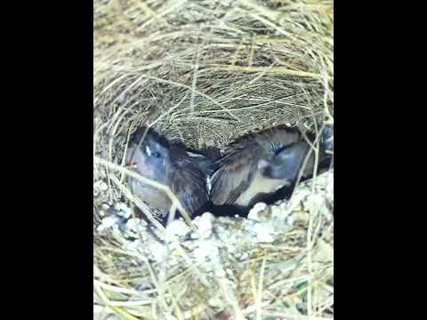 dady - bird