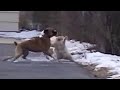 Pitbull vs cat.  Cat beat pitbull