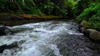 Sound of the River Cures Stress, Calming Forest Sounds-Noise to help you Sleep🌿