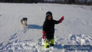 Дети и собаки. Тим рассказывает о своей работе с собаками Дети и собаки. Тим рассказывает о своей работе с собаками