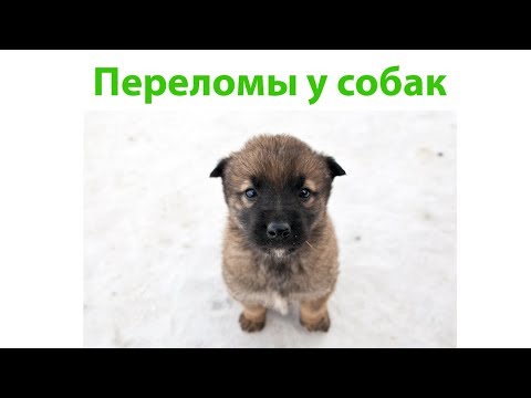 Перелом У Собаки & Как Помочь Собаке При Переломе. Ветклиника Био-Вет