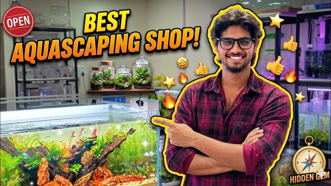 Aranya Aquascapes 🌿 | Best Aquascaping Aquarium Shop 🐠 | Tropical Fish ...
