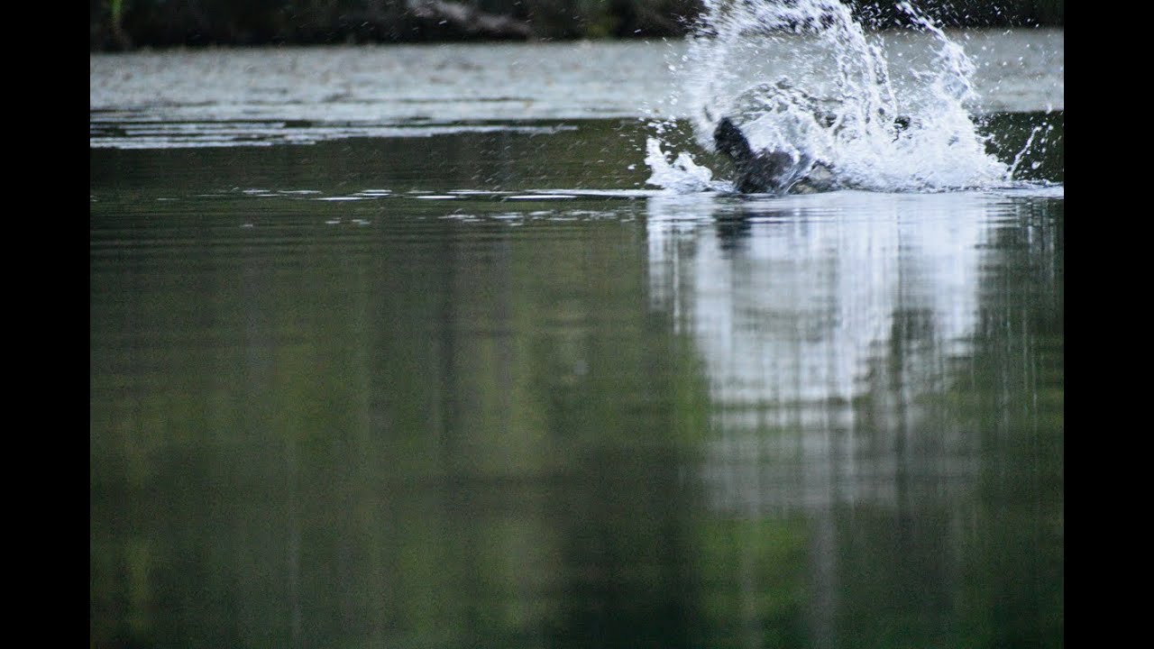 Beavers at White Deer Lake in Pennsylvania