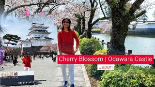 Cherry Blossom 2021  Odawara Castle  Japan