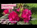ЦВЕТЕНИЕ РОДОДЕНДРОНА РАСПУТИН 💯 Rhododendron hybriden Rasputin