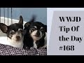 Question to ask a trainer. What Would Jeff Do? Dog Training Tip of the Day #168 Question to ask a trainer. What Would Jeff Do? Dog Training Tip of the Day #168