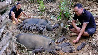 The second herd of wild BOAR was born, Lots of piglets