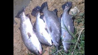 Download lagu MABOK MANCING KAKAP MABOK MANCING KAKAP