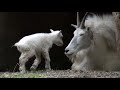 8-hour-old baby mountain goat