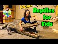 Reptiles for Kids | Educational Videos image