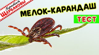 Мелок От Насекомых Против Клещей! Может Ли Мелок Создать Барьер От Клещей. Тест!