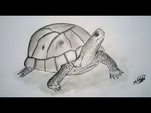 Como dibujar una tortuga? (Solo 21 pasos) | How to draw a turtle (21 steps)  ? - thptnganamst.edu.vn