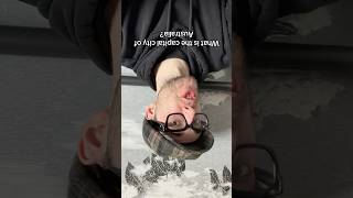 Ailartsua Fo Ytic Latipac Eht Si Tahw