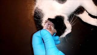 Ear wax in sedated cat by Gabi Vet 170,859 views 2 years ago 2 minutes, 20 seconds