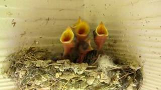 Reaksi Barn Swallows terhadap suara ibu yang ditiru!!! (bayi burung)