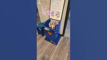 Dogs can have disabilities and be outstanding dogs! #blinddog #specialneedsdog #megaesophagusdog