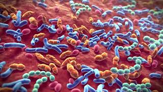 A high presence of lactobacillus is necessary to conceive and carry a pregnancy to term