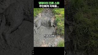 진흙 스파에 빠진 댕댕이!😱 #동물 #shorts #강아지