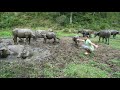 Survival instinct, Wild Alone Bushcraft Every Day - Baby Buffalo Farm With Building Wild Boar Barn