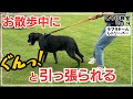 【犬しつけ】【ラブラドール】飼い主さんに注目しながら歩く練習方法。引っ張り癖を改善してお散歩を楽しもう🎵