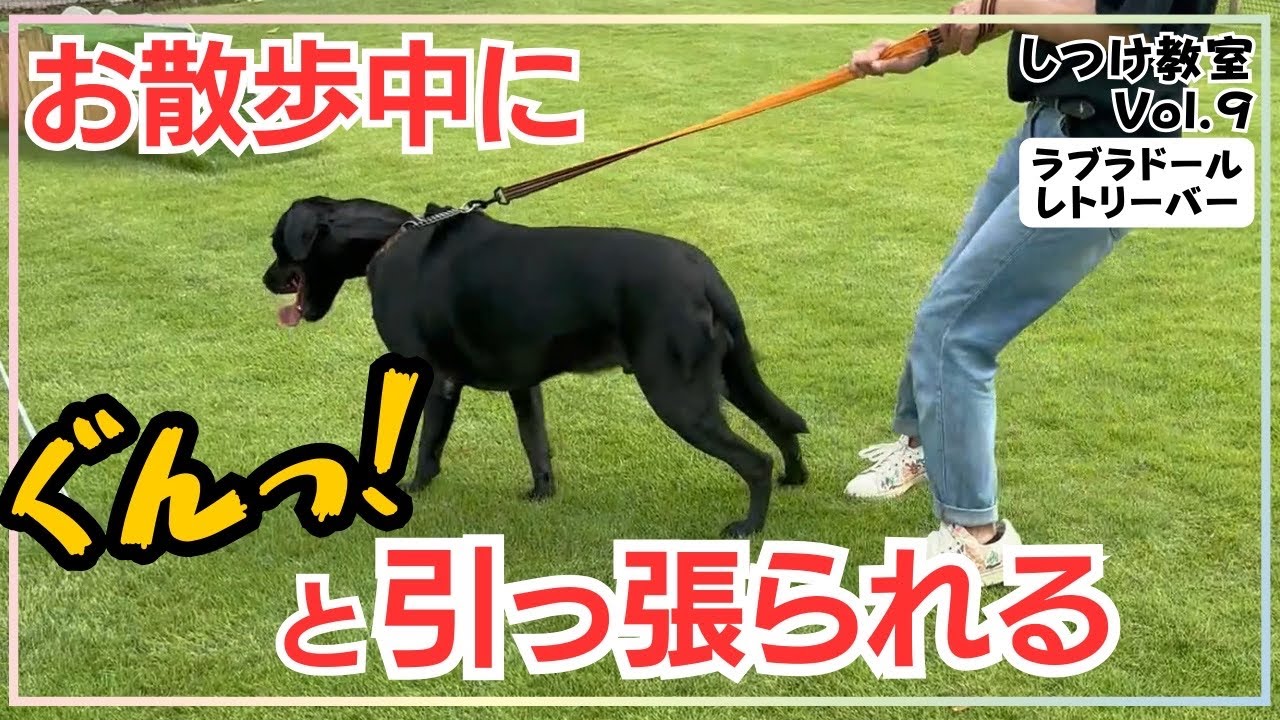 【犬しつけ】【ラブラドール】飼い主さんに注目しながら歩く練習方法。引っ張り癖を改善してお散歩を楽しもう🎵
