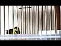 Inilah Kicau Pleci Suara Burung Merdu Dunia Kicau Mp3 - Mp4 Download