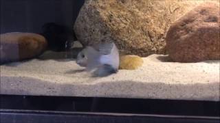 Cyrtocara Moori Spawning
