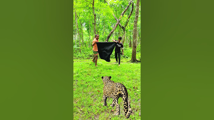 a leopard trying attack 2 boy in the jungle #vfx #wildlife #tiger #viral #shorts
