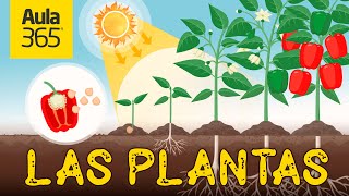 El reino de las Plantas | Videos Educativos Aula365