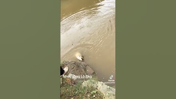 Câu Cá Nheo Sông 8kg Hàng khủng #caucagiaitri #fishing #cuoccauca #carpfishing