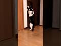 勢いで右後ろ足が浮いてしまうもしれっと出て行く猫#shorts