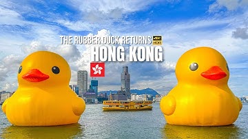 The Rubber Duck Returns! Hong Kong Victoria Harbour Walk【4K HDR】