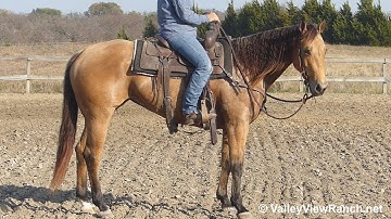 This Wimps A Star***For info, price, etc., go to our website: ValleyViewRanch.net***