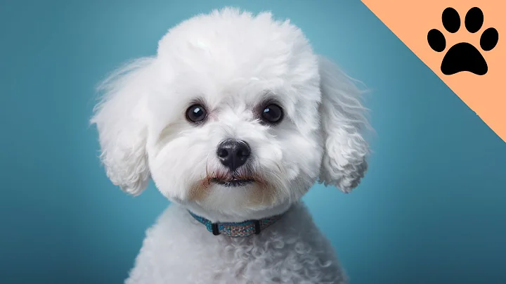 Bichon Frisé: Pros and Cons - DayDayNews