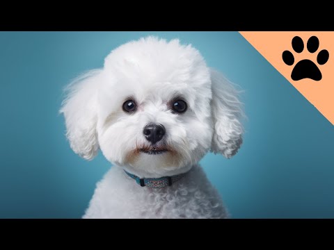 Wideo: Modny nowy rodzaj psa traktuje Bichon Frises Go Nuts For