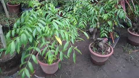 Bán cây cóc Thái bonsai thân xoắn vặn đẹp đang quả 0977973535