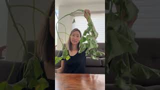 Eat Your Vegetables! What I Eat On A Carb Conscious Diet #youtubeshorts #shorts
