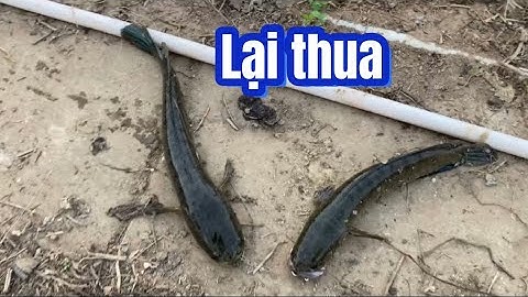 Câu cá lóc | địa hình quá đẹp | rong chơi miền tây #fishing #lurecaloc #sonrau