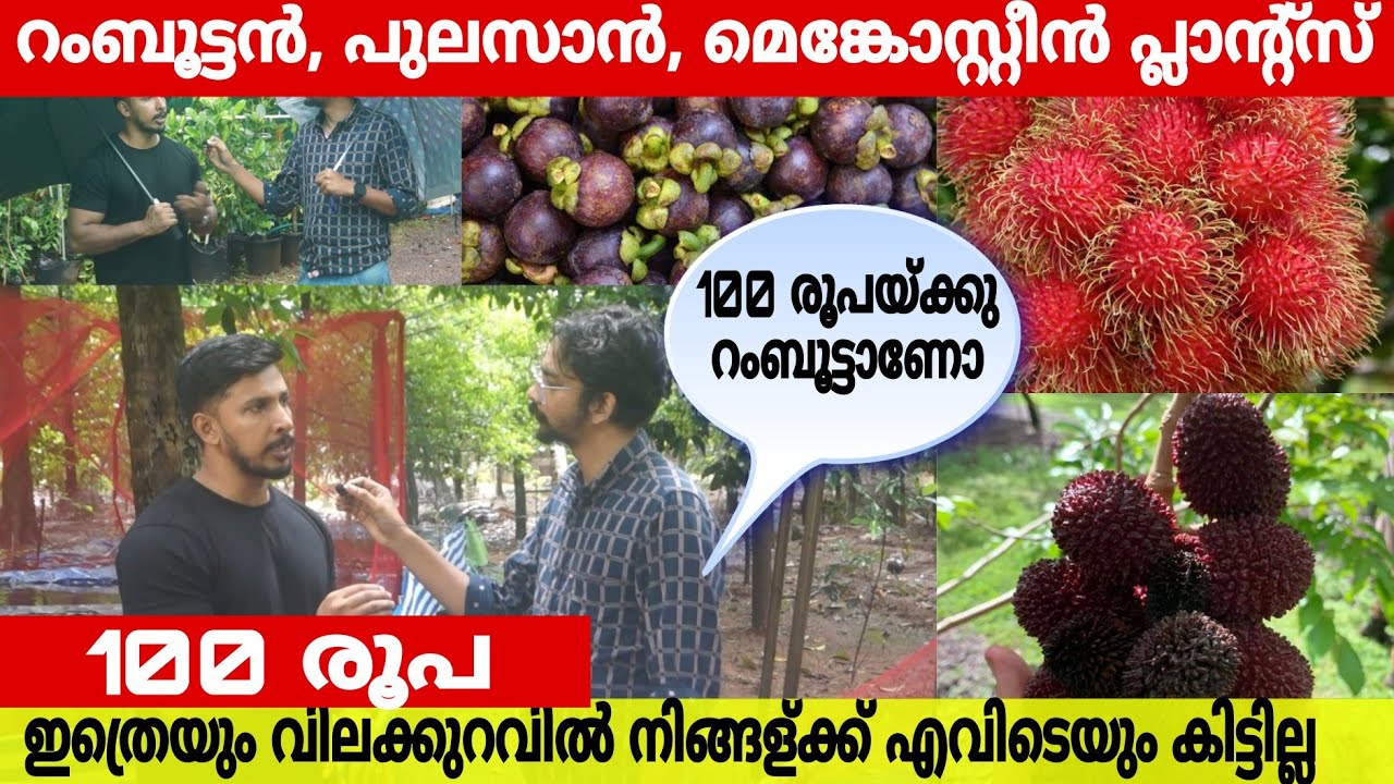 റംമ്പുട്ടാൻ,പുലസാൻ,മംഗോസ്റ്റീൻ ചെടികൾ ഇത്രേം വിലക്കുറവിൽ വേറെ എവിടെയും കിട്ടില്ല|Rambutan Farm