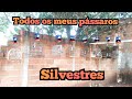 Todos Os Meus Pássaros (Caldas&Avés)