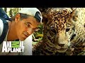 ¡Jaguar se acerca poco a poco a Frank! | Wild Frank en México | Animal Planet