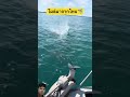 โผล่มาจากไหน#shorts #youtubeshorts #shortvideo #short #viral #viralvideo #ytshort #ปลา #fishing