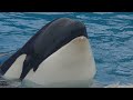 Trainer Katey talk time about the orcas she loves - March 14, 2020 - SeaWorld San Diego