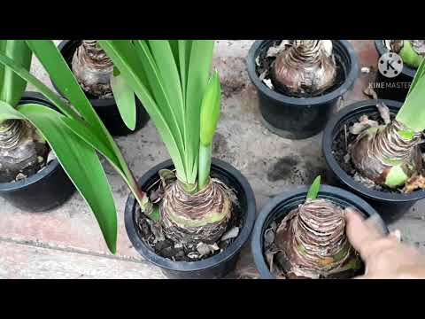 วีดีโอ: แบ่ง Amaryllis กลางแจ้ง - เมื่อต้องแยกพืช Amaryllis ในสวน