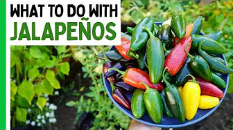 What To Do With Jalapeño Peppers 🌶️
