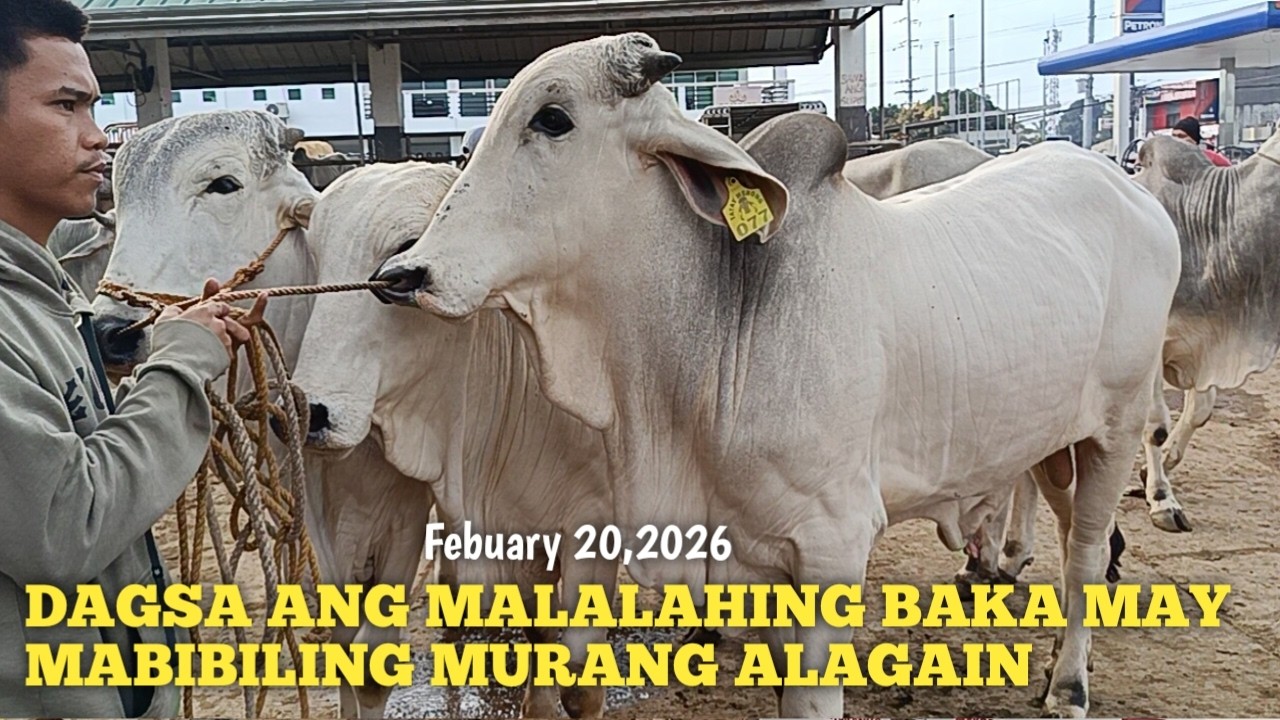 Dagsa ang mga Quality na Alagaing Baka!