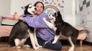 Phản Ứng Của Bắp Và Lựu Sau Bao Nhiêu Ngày Xa Cách/ Husky dog