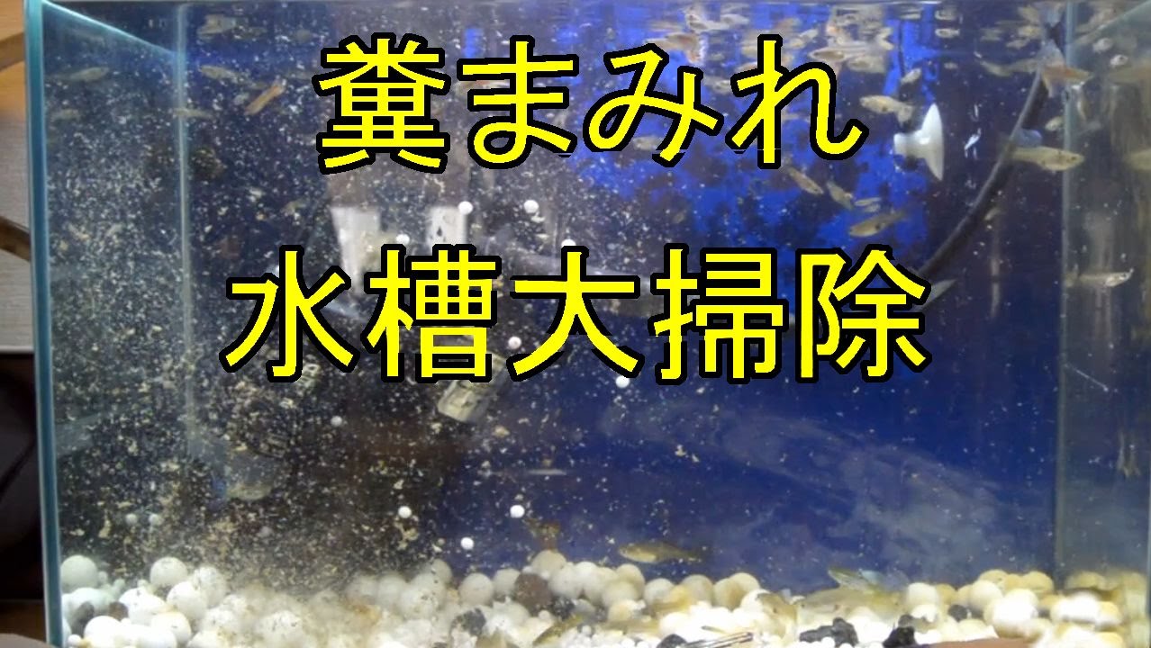 糞まみれ 水槽大掃除 アクアリウム Youtube