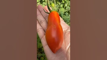 HARVEST VARIETY OF TOMATOES | PANEN TOMAT DI KEBUN SENDIRI 🍅