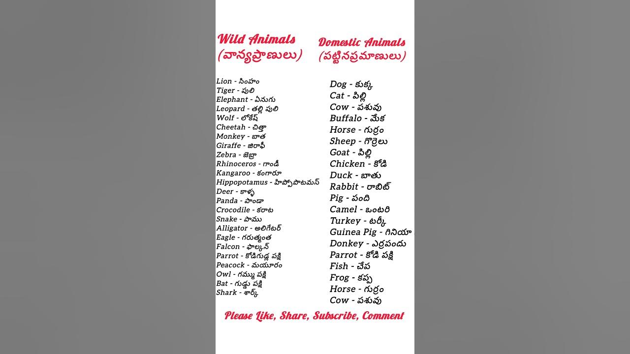 how-to-learn-english-wild-and-domestic-animals-in-english-with-their